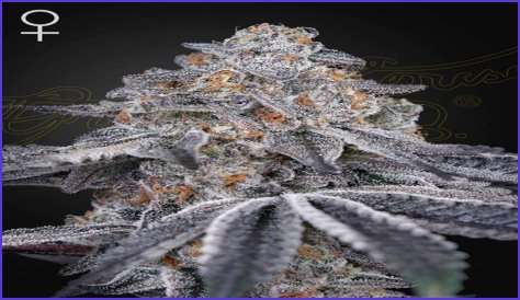 Dosidos x Holy Punch Genetics